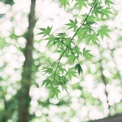 嫡女心计橙光游戏下载